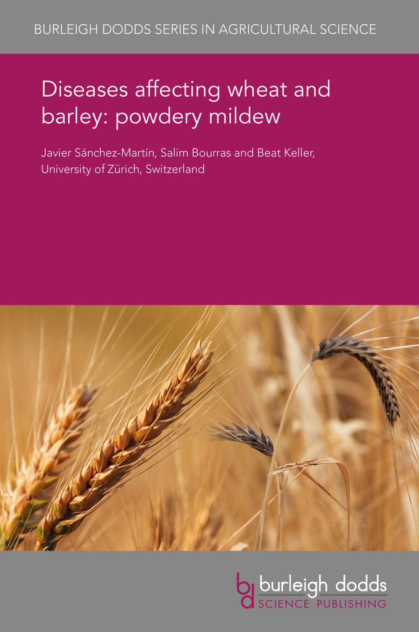 Diseases affecting wheat and barley: powdery mildew
